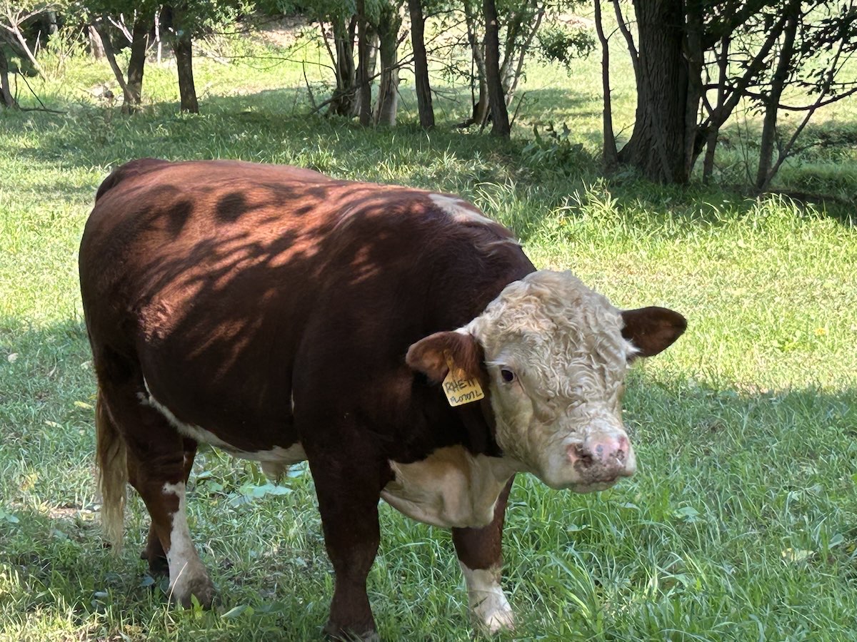 Beau, Hereford bull