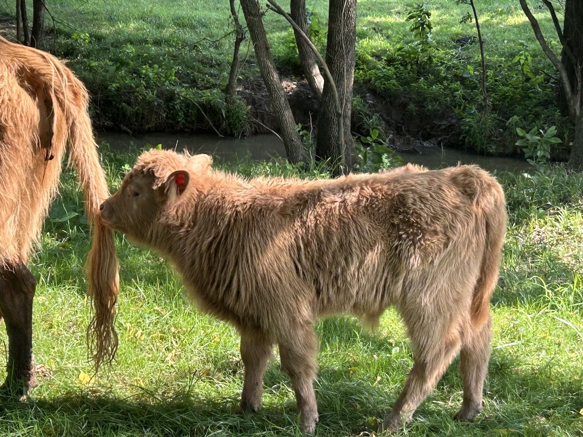 Benny, Highland bull calf