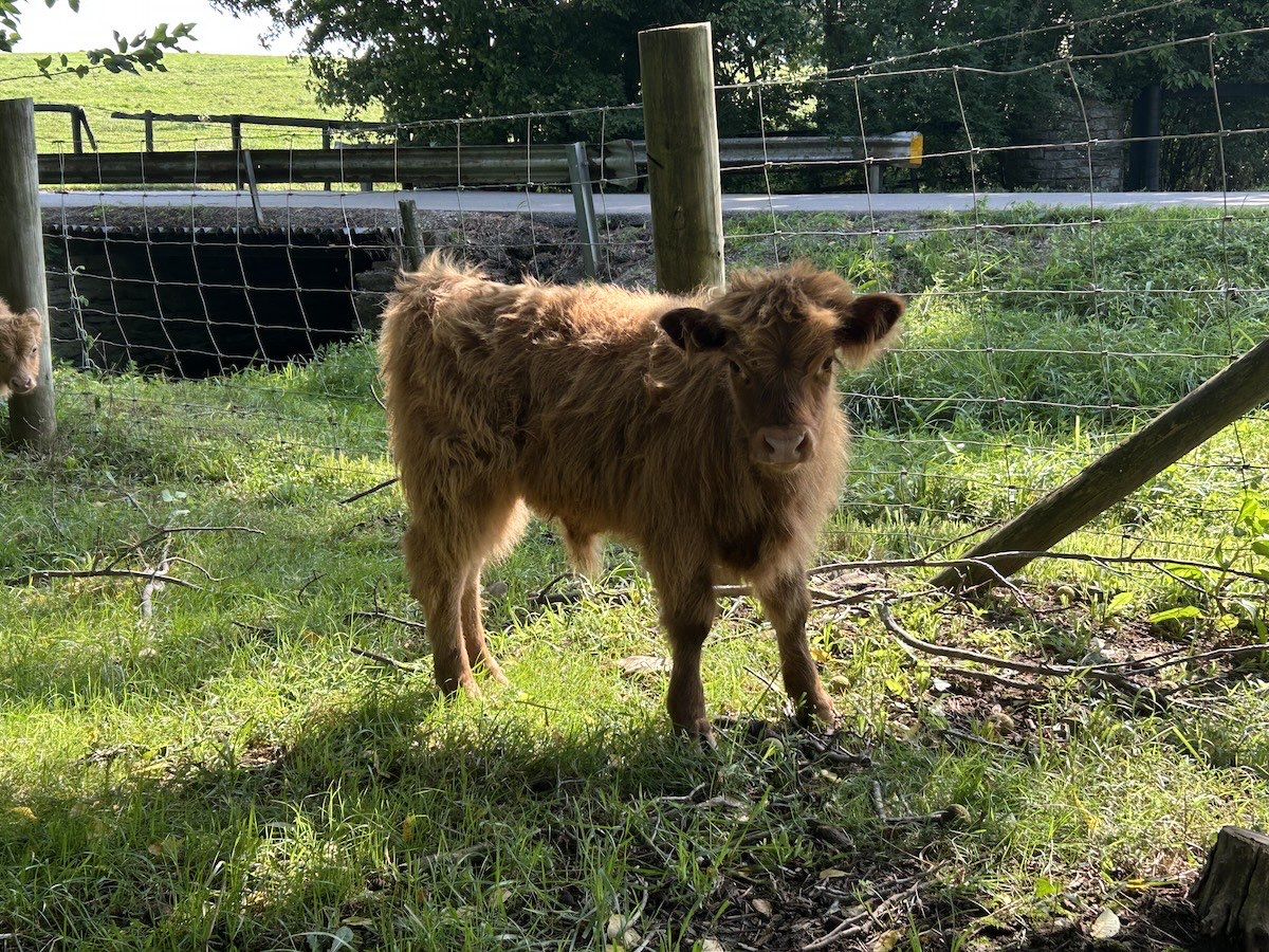 Bergie, Highland bull calf