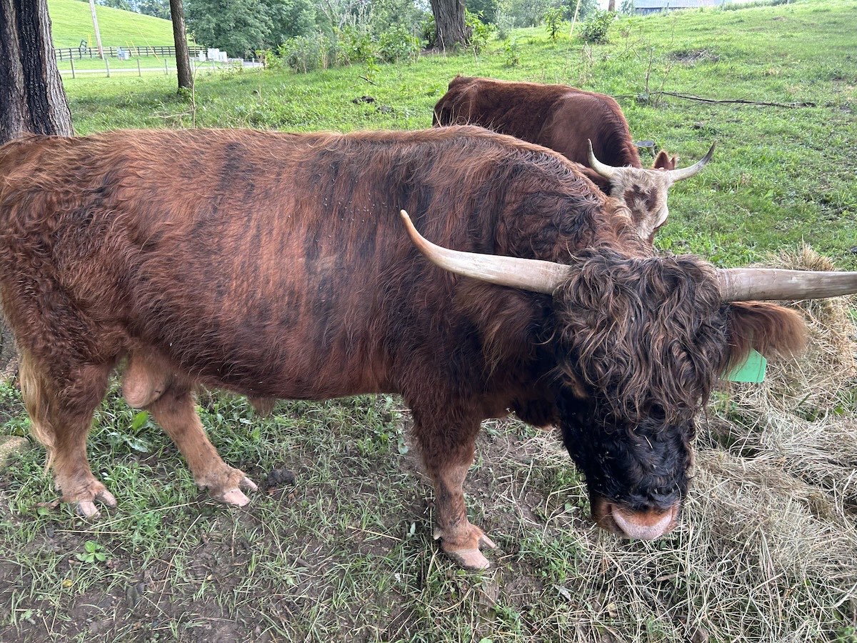 Harvey, Highland bull