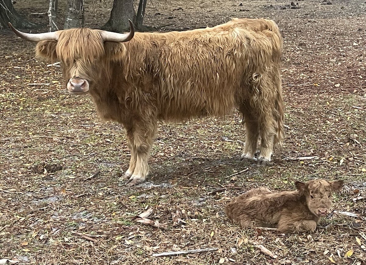 Judy, Highland heifer