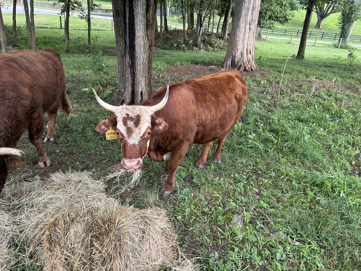Monica, Hereford heifer