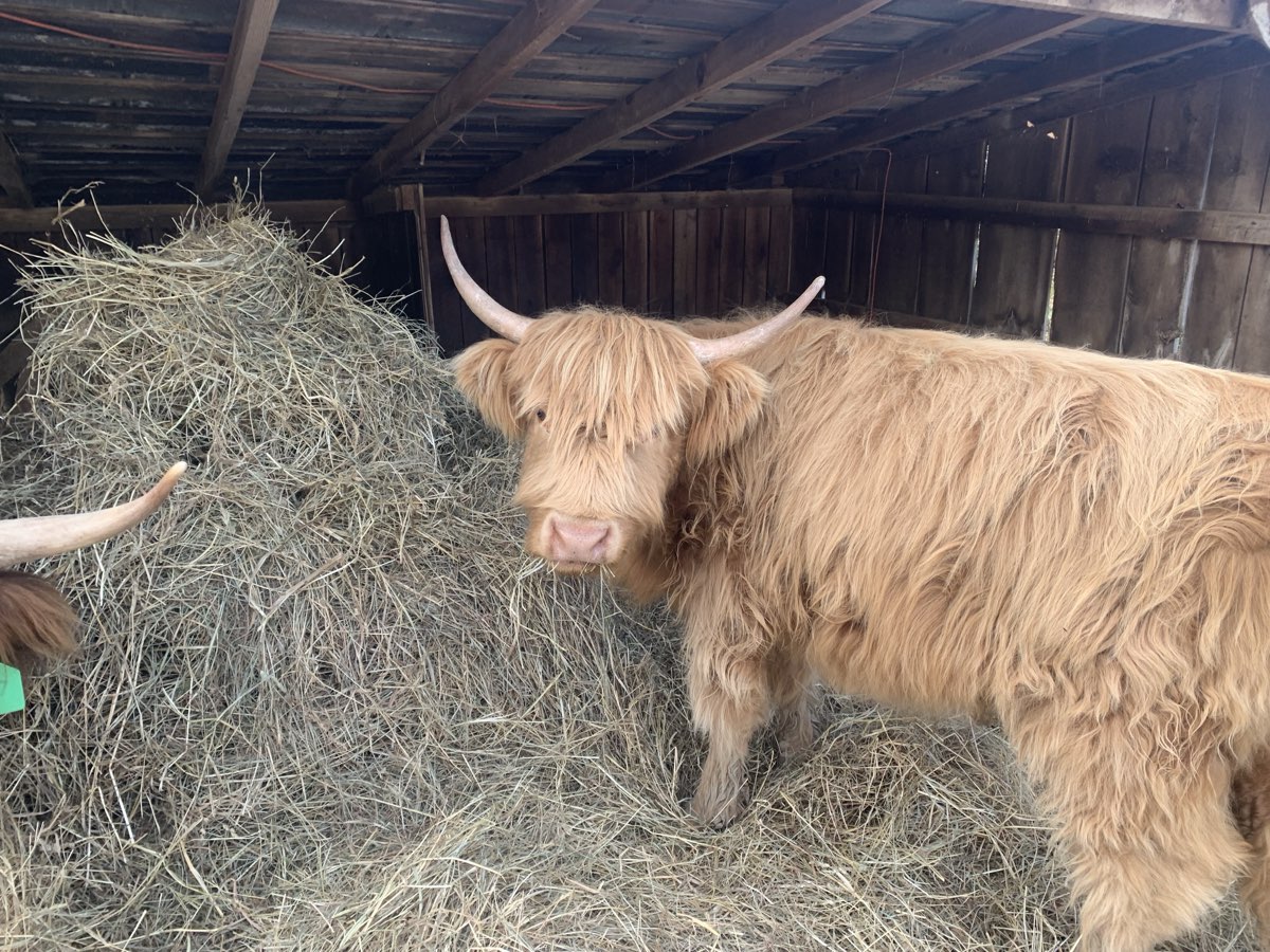 Mooana, Highland heifer