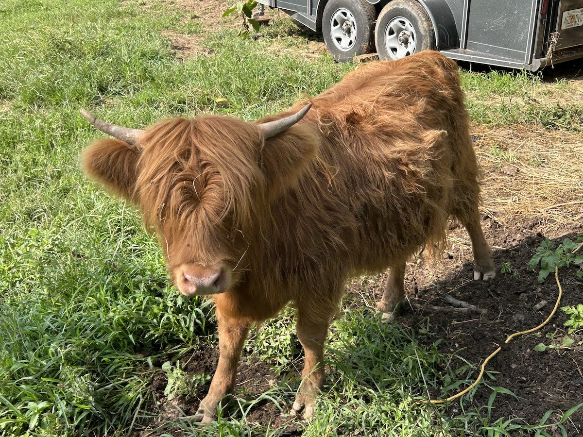 MooLaLa, Highland heifer calf